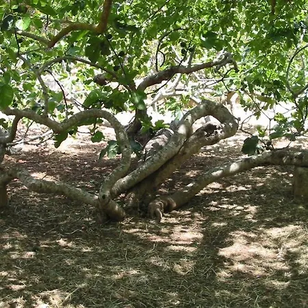 Casa Colonica בית נופש